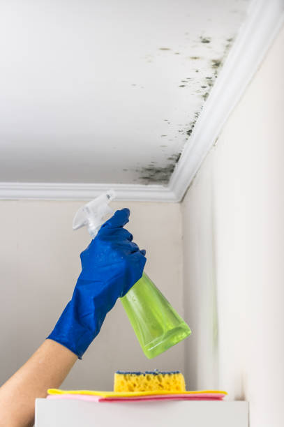 Best White Mold Remediation in Lehigh Acres, FL